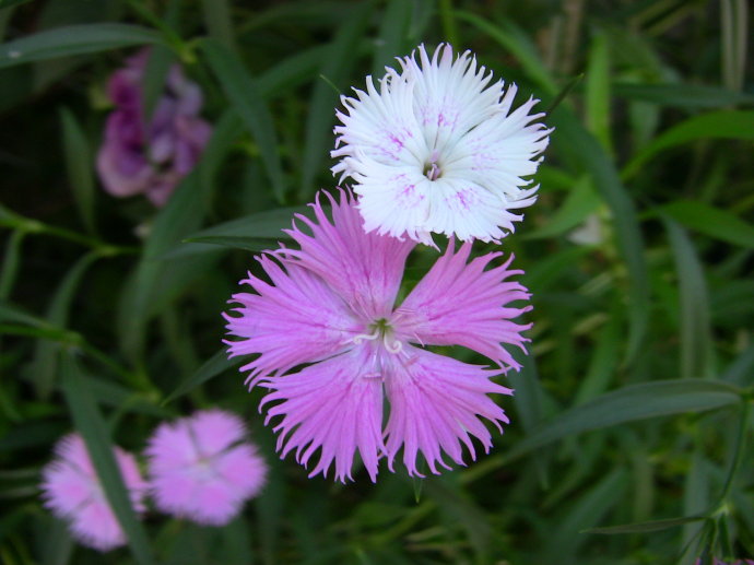 石竹花一年四季开花吗_石竹开花季节