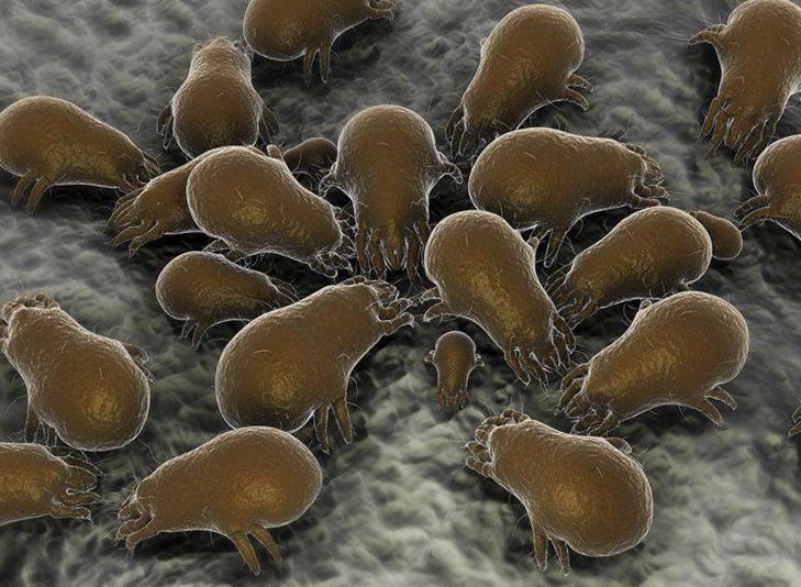 剪发虫图片(头上长期患) - 赤虎壹号