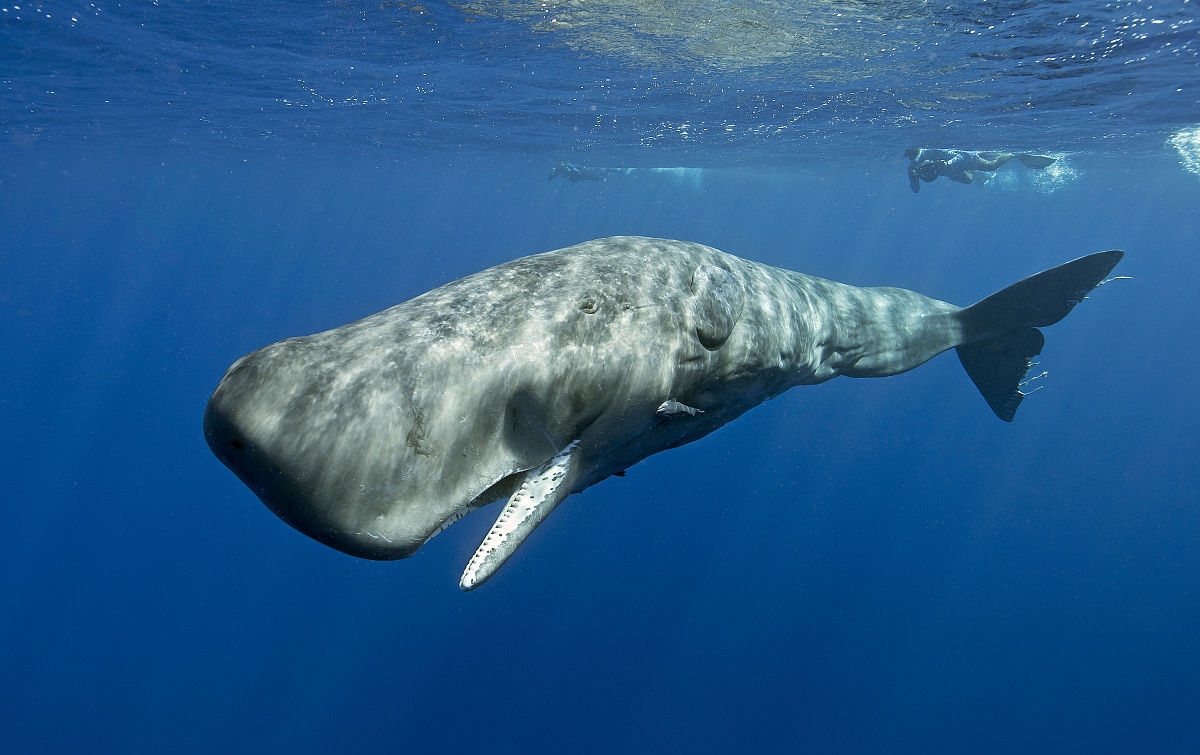 抹香鲸图片(体型最大的齿鲸抹香鲸具体特征讲解)