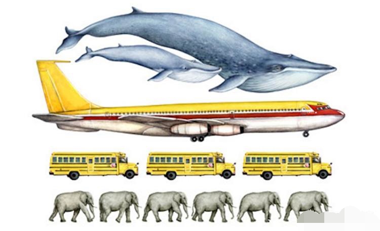 世界动物最重的睾丸(蓝鲸是个头最大的动物，其实也是声音最大的动物，发声比飞机还大)