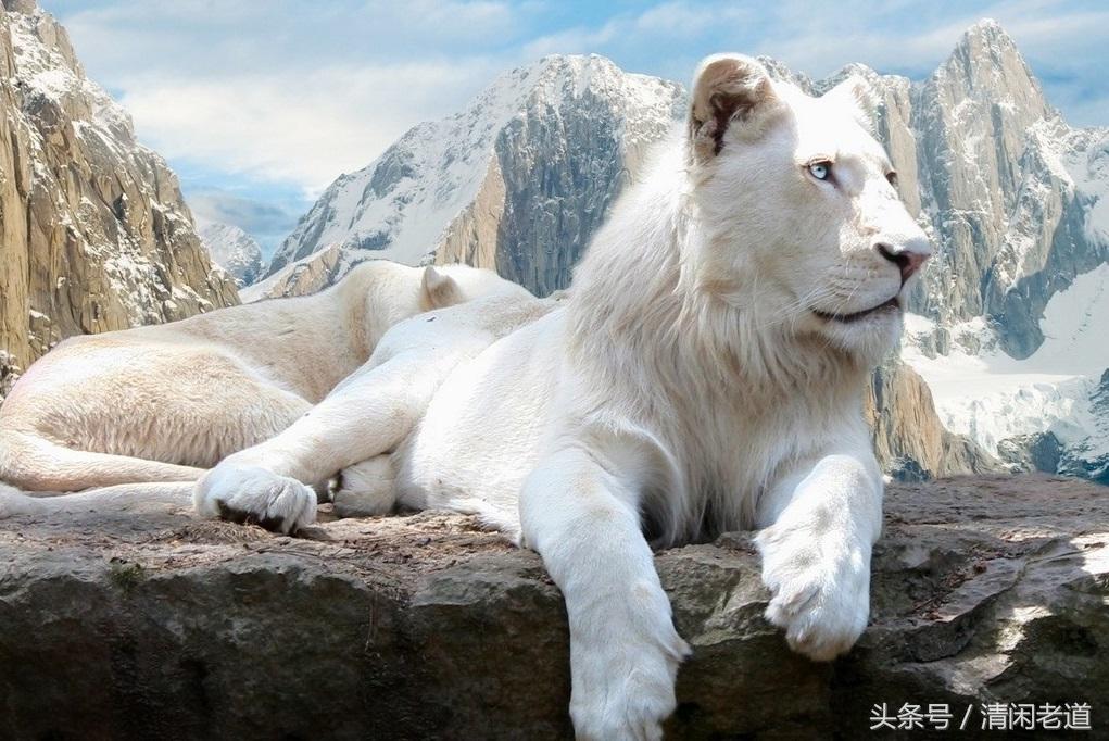 世界公认的十大传奇狮王（十大传奇狮子王）-第4张图片-华展网