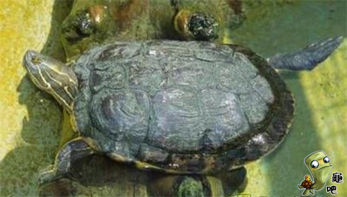 古巴彩龟图片（龟友科普和你分享巴西龟的亲戚）