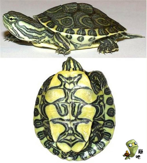 古巴彩龟图片（龟友科普和你分享巴西龟的亲戚）