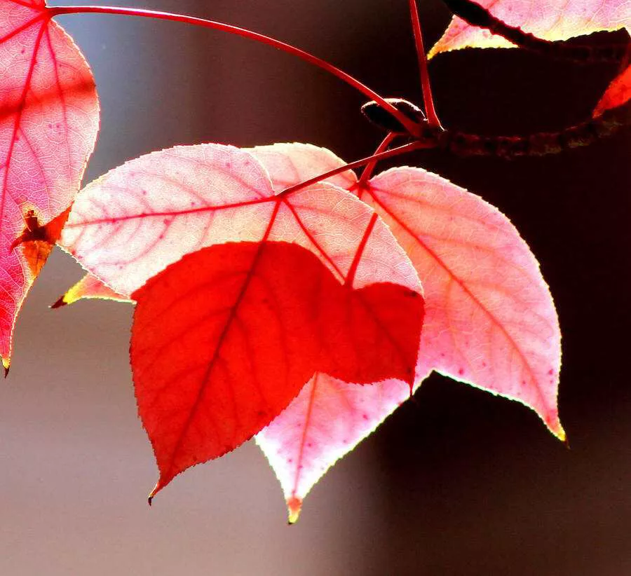 秋诗十首：秋景宜画红枫叶，养心更看月一轮