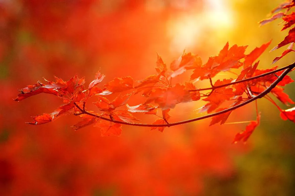 秋诗十首：秋景宜画红枫叶，养心更看月一轮