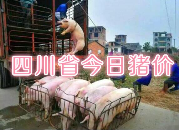 四川省今日猪价播报：2018年9月18日四川省猪价行情，下跌！