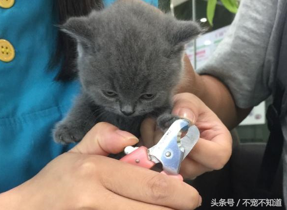 给猫咪剪指甲正确方法（给猫咪剪指甲正确方法图解）