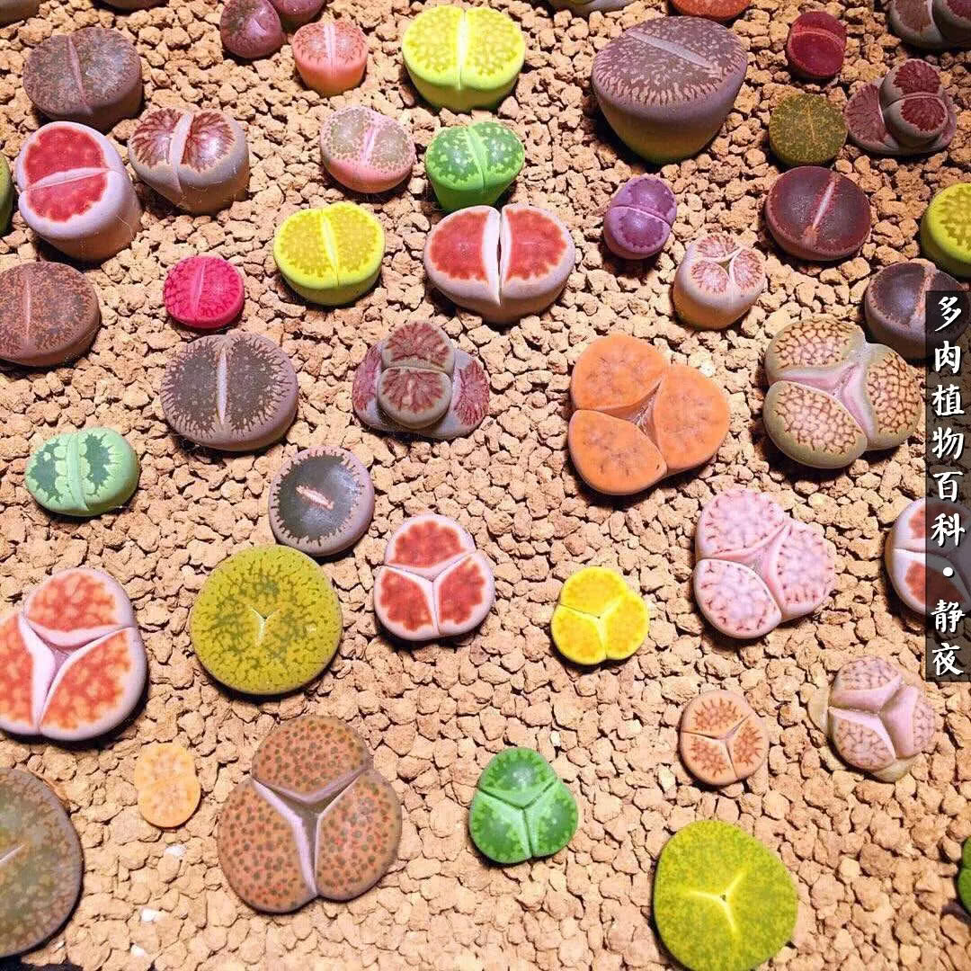多肉世界最萌担当 李夫人系生石花 _达一风水网