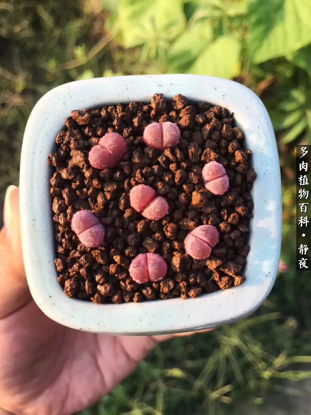 多肉世界最萌担当 李夫人系生石花 _达一风水网