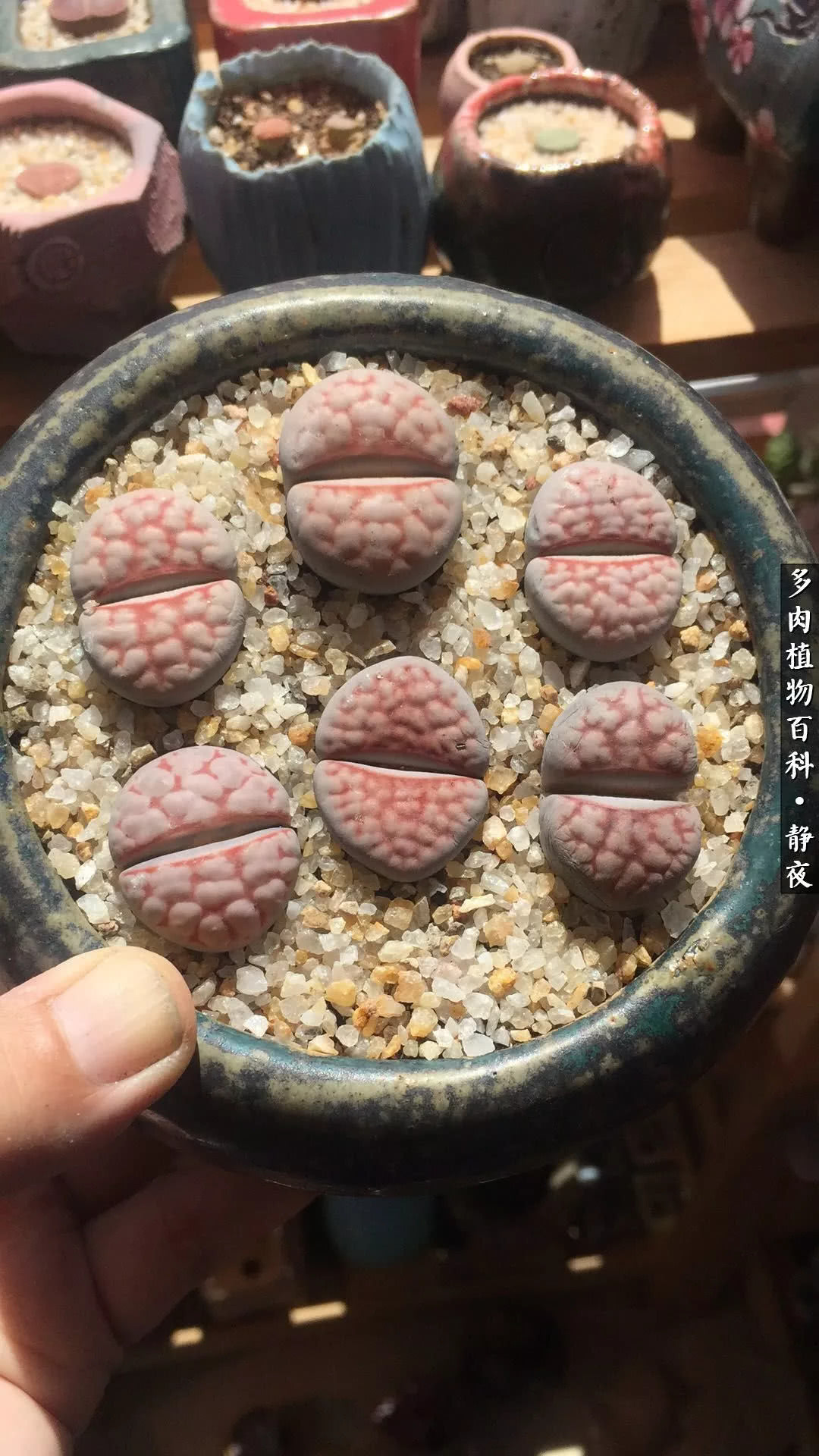 多肉世界最萌担当 李夫人系生石花 _达一风水网