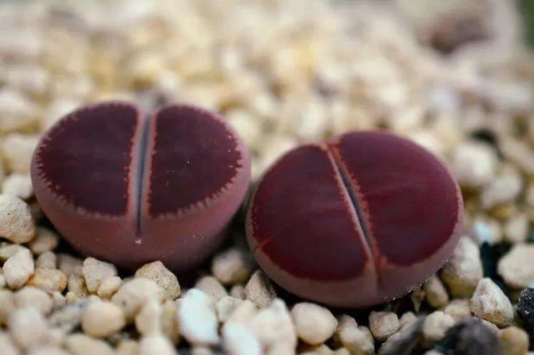 多肉世界最萌担当 李夫人系生石花 _达一风水网