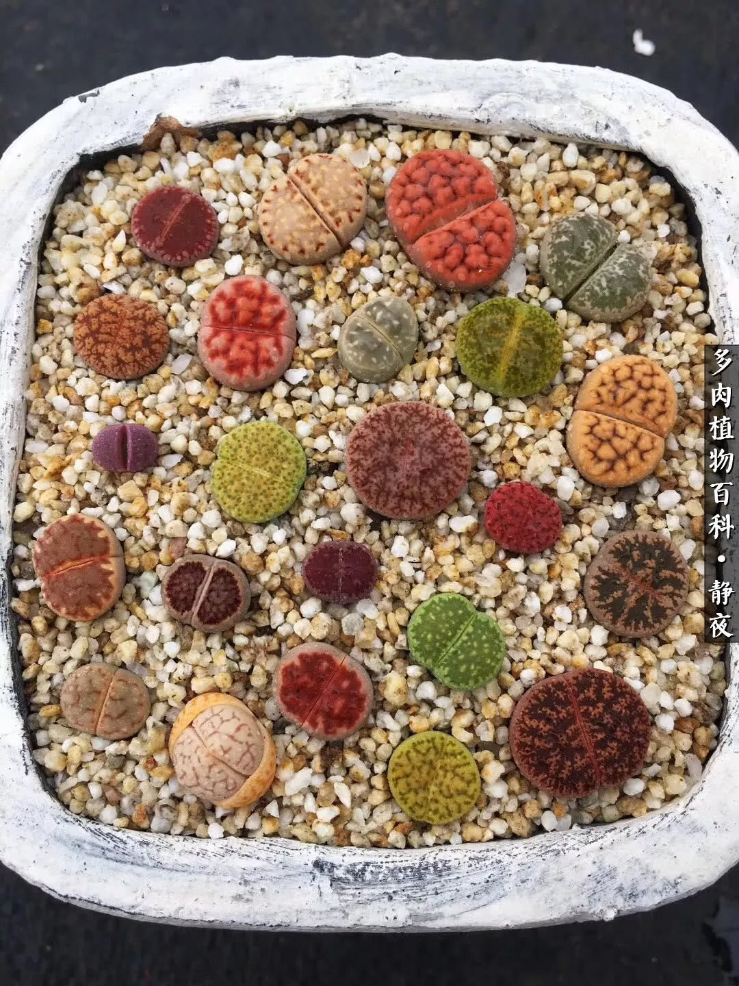 多肉世界最萌担当 李夫人系生石花 _达一风水网