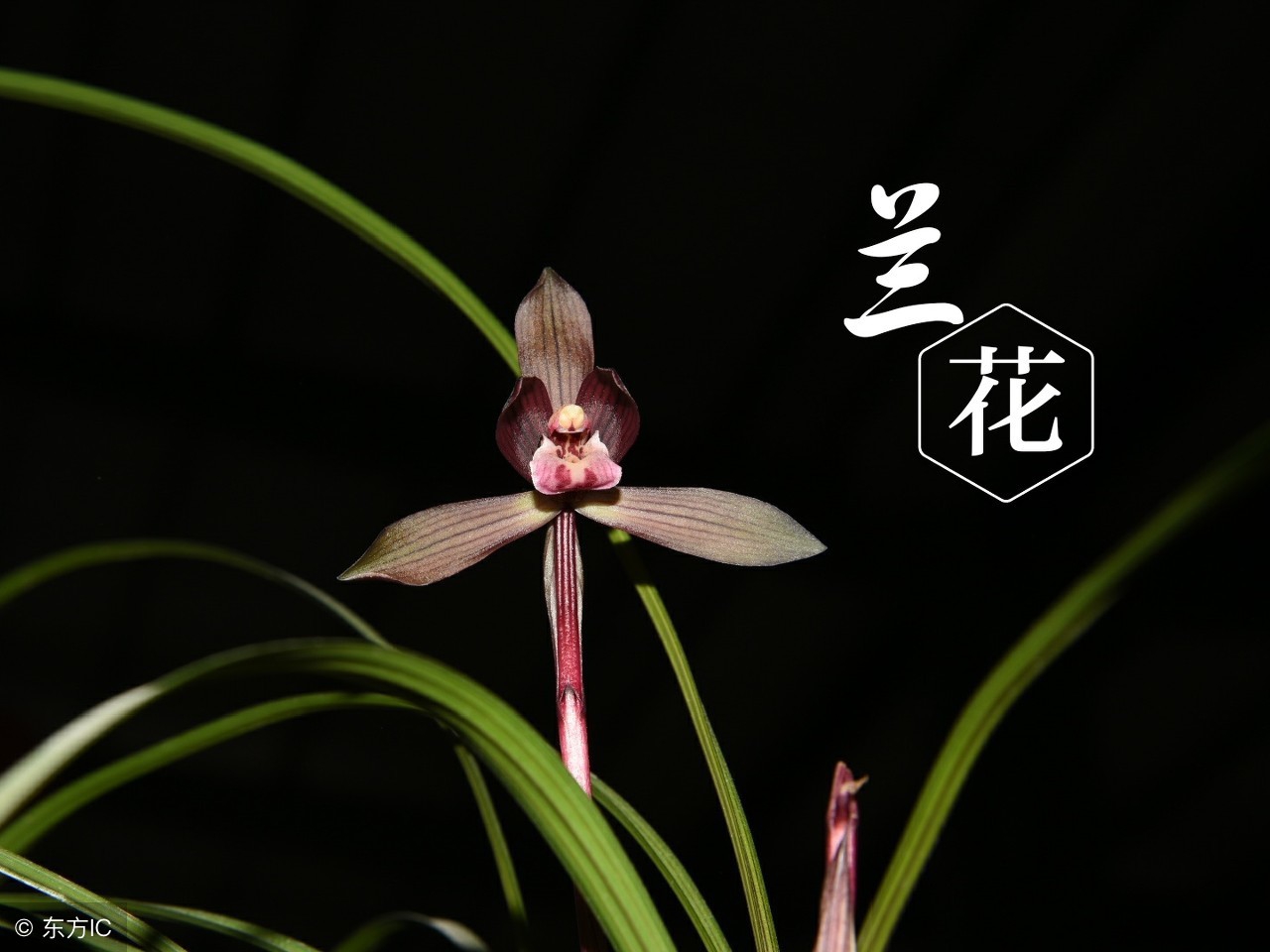 兰花的诗词赏析