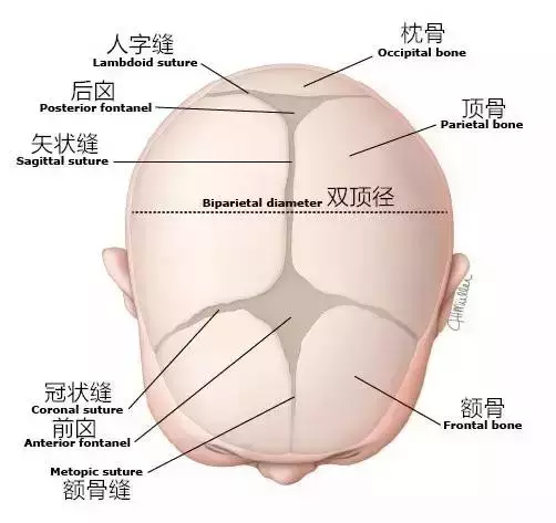 宝宝脑袋摸了会变傻？有关宝宝头顶的“坑”，你一定要知道这些！