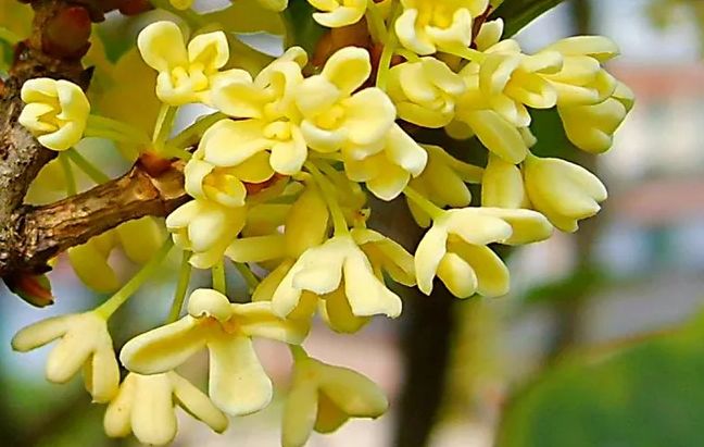 「诗词鉴赏」八月|满城尽享桂花香