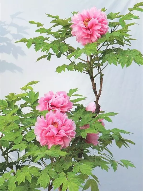 中国十大名花欣赏，一花配一诗词，惊艳千年