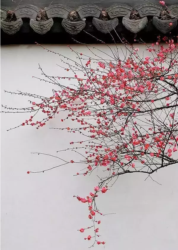 中国十大名花欣赏，一花配一诗词，惊艳千年