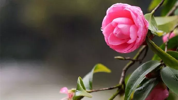 中国十大名花欣赏，一花配一诗词，惊艳千年