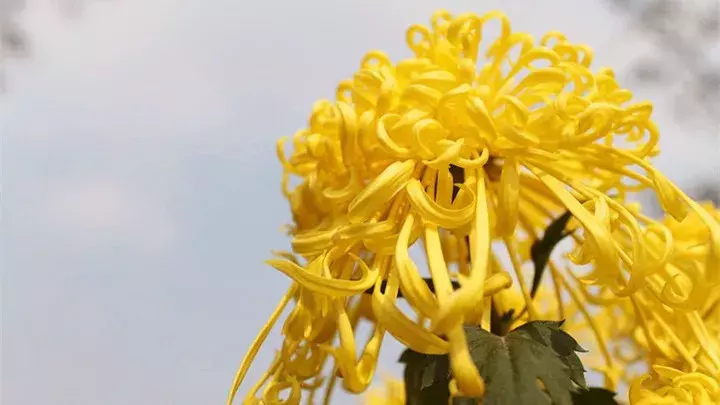 中国十大名花欣赏，一花配一诗词，惊艳千年