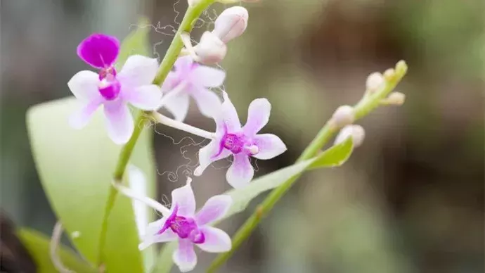 中国十大名花欣赏，一花配一诗词，惊艳千年