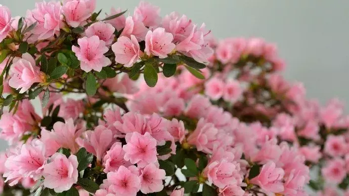 中国十大名花欣赏，一花配一诗词，惊艳千年
