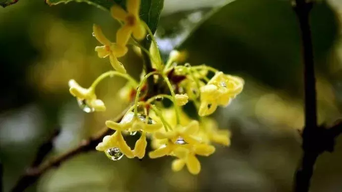 中国十大名花欣赏，一花配一诗词，惊艳千年