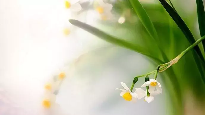 中国十大名花欣赏，一花配一诗词，惊艳千年