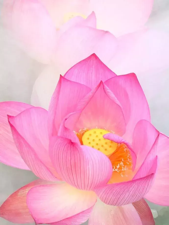中国十大名花欣赏，一花配一诗词，惊艳千年