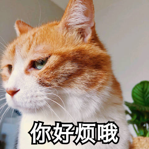 最新热门猫咪表情包17张