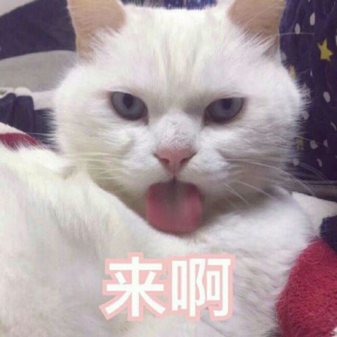 最新热门猫咪表情包17张