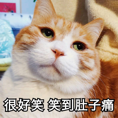 最新热门猫咪表情包17张