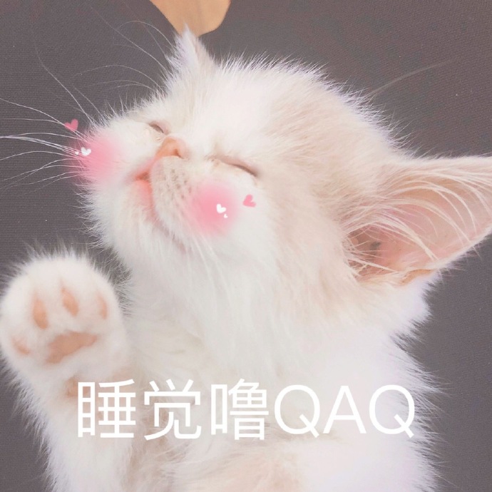 最新热门猫咪表情包17张