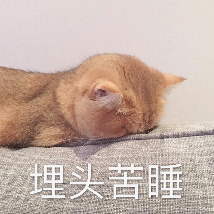 最新热门猫咪表情包17张