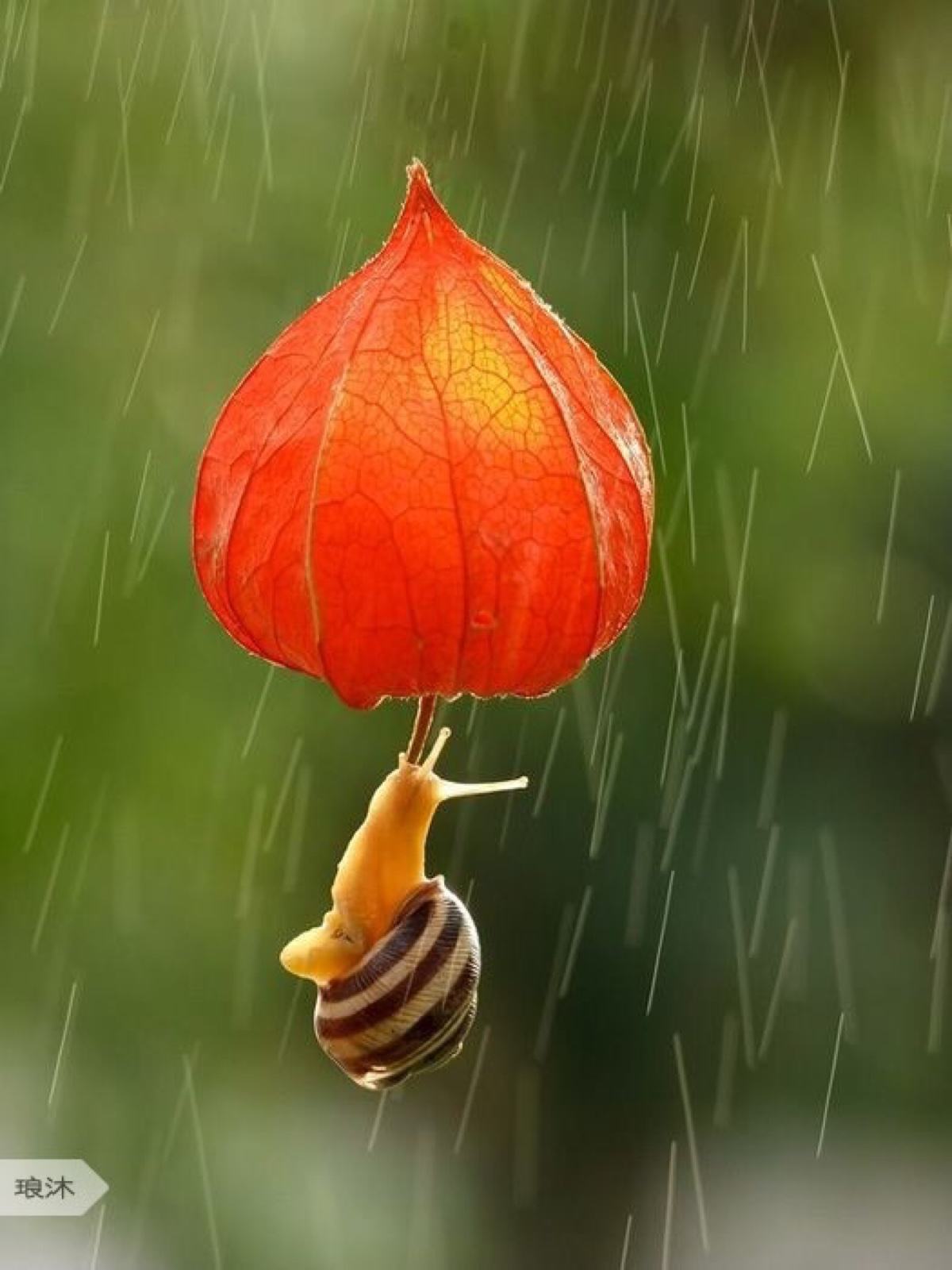 雨後蝸牛爬牆(雨後蝸牛爬樹) - oto聯盟