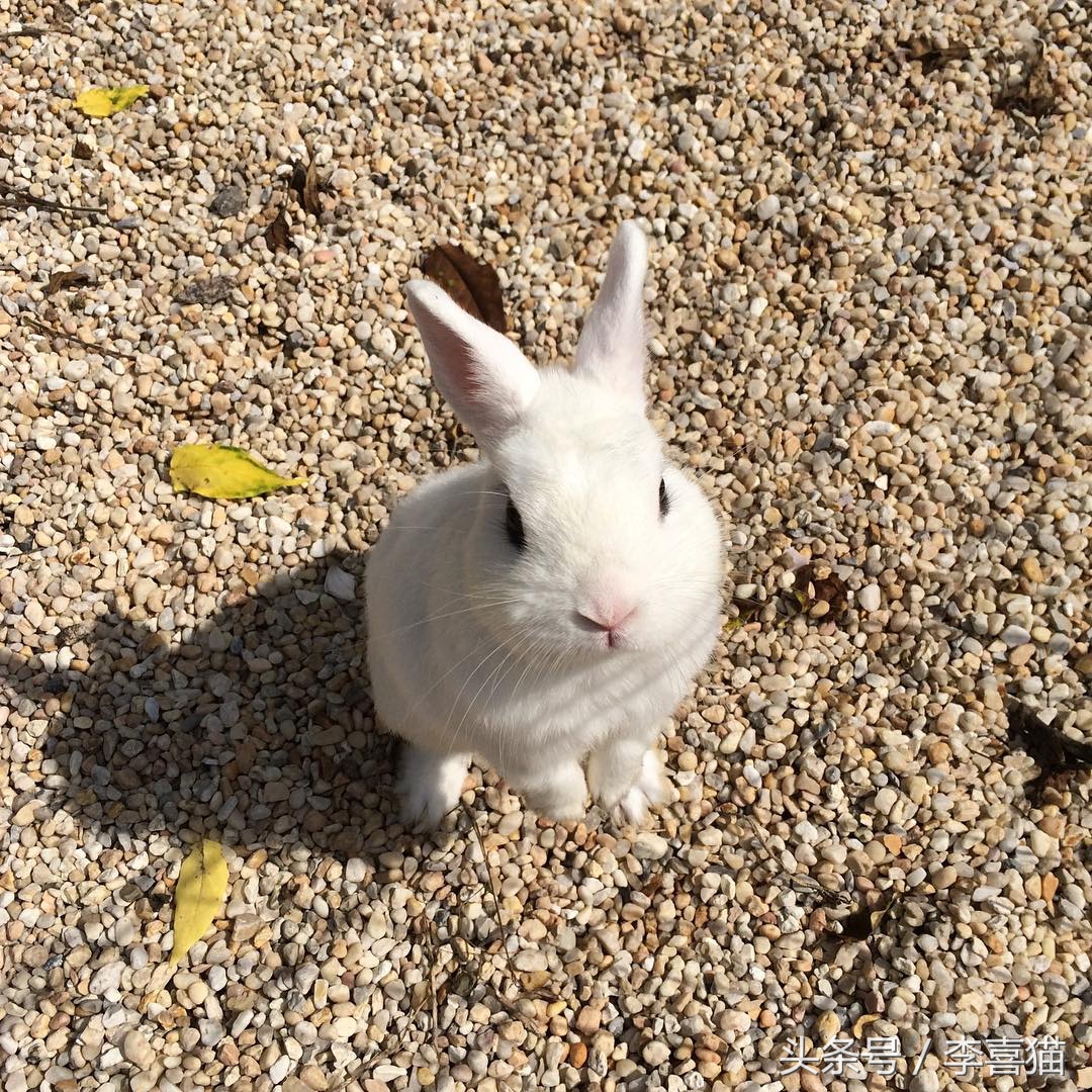 中秋节到了，传说中捣药的玉兔很可能是最早出现的宠物兔哦！
