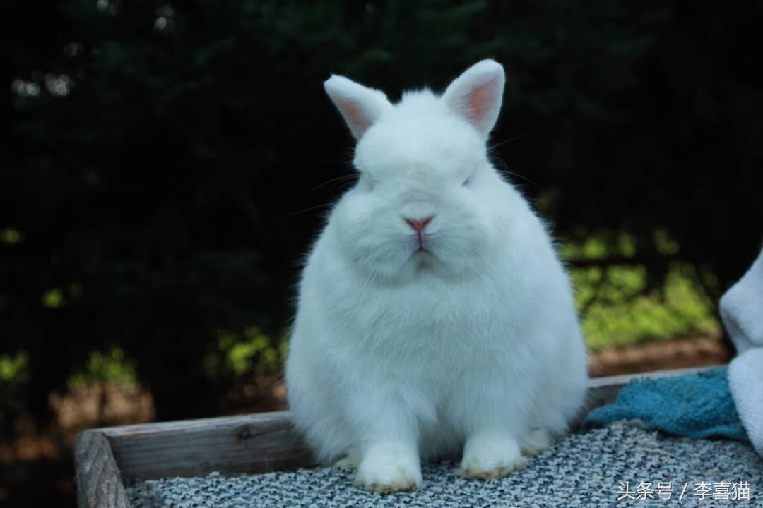 中秋节到了，传说中捣药的玉兔很可能是最早出现的宠物兔哦！