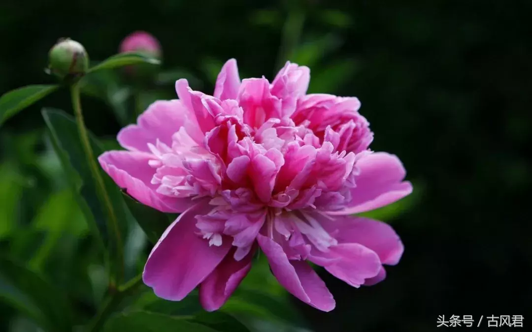 牡丹诗词欣赏：唯有牡丹真国色，花开时节动京城