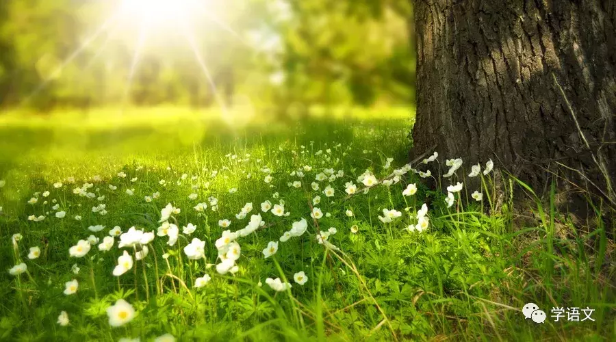 中国最美二十九首现当代诗