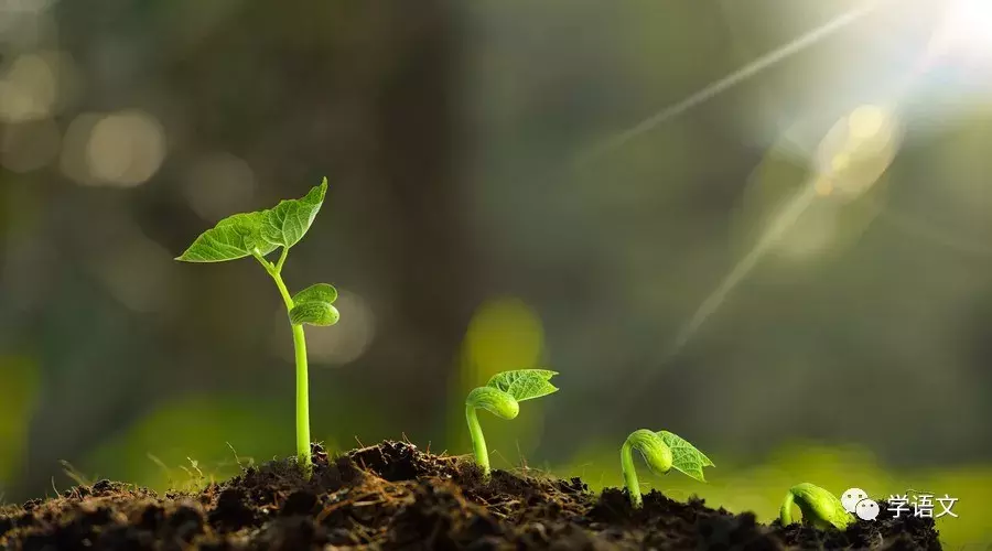 中国最美二十九首现当代诗