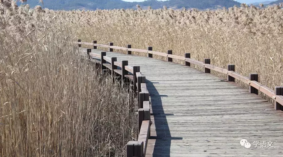 中国最美二十九首现当代诗