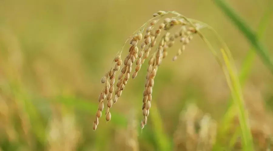 中国最美二十九首现当代诗