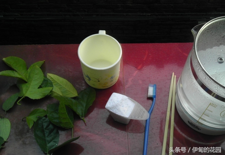 简单漂亮！用洗衣粉制作叶脉书签