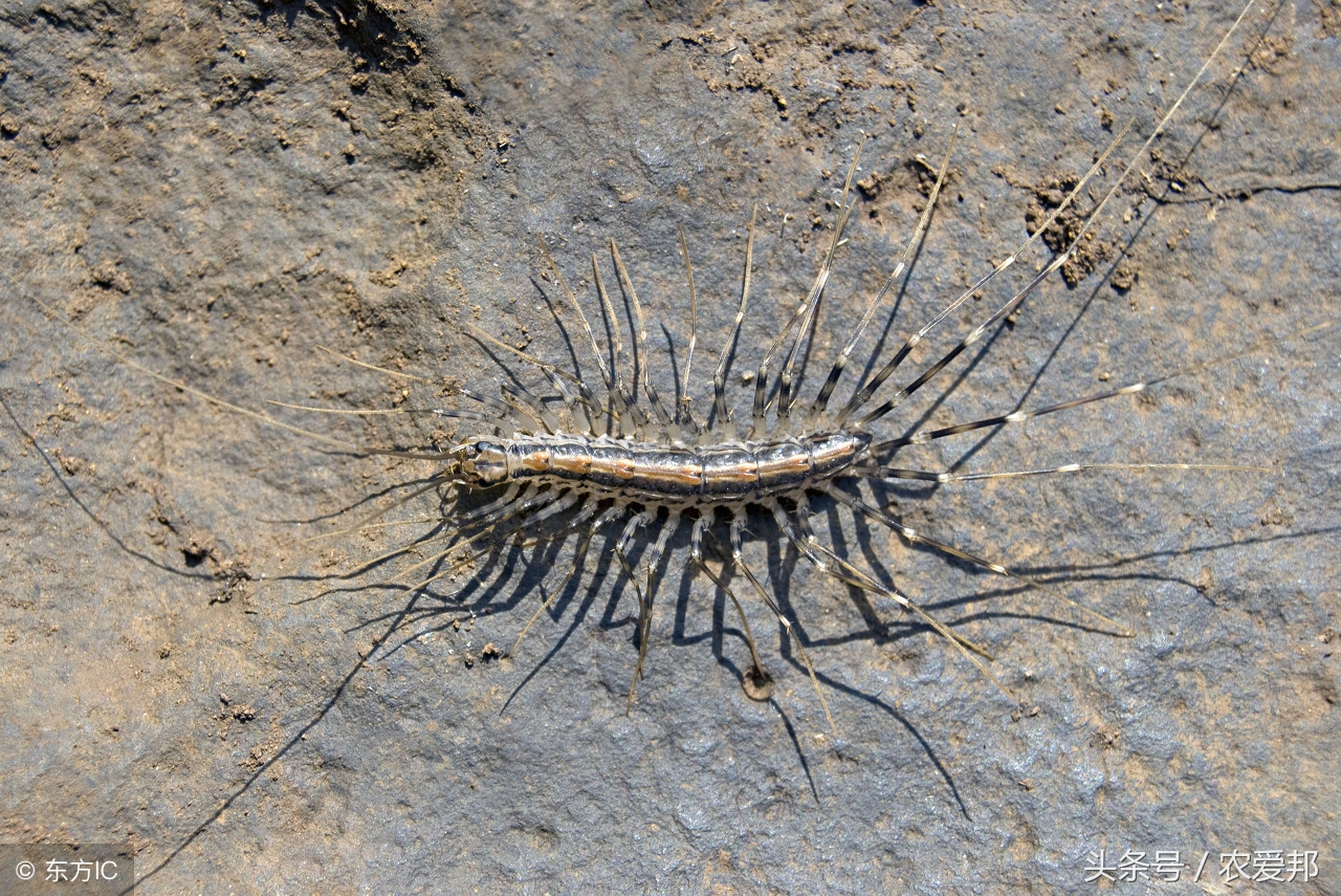 蚰蜒是什么(蚰蜒是什么虫子)