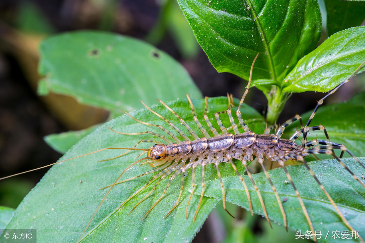 红色hrhr虫是啥(红色hrhr虫照片) - 风集网
