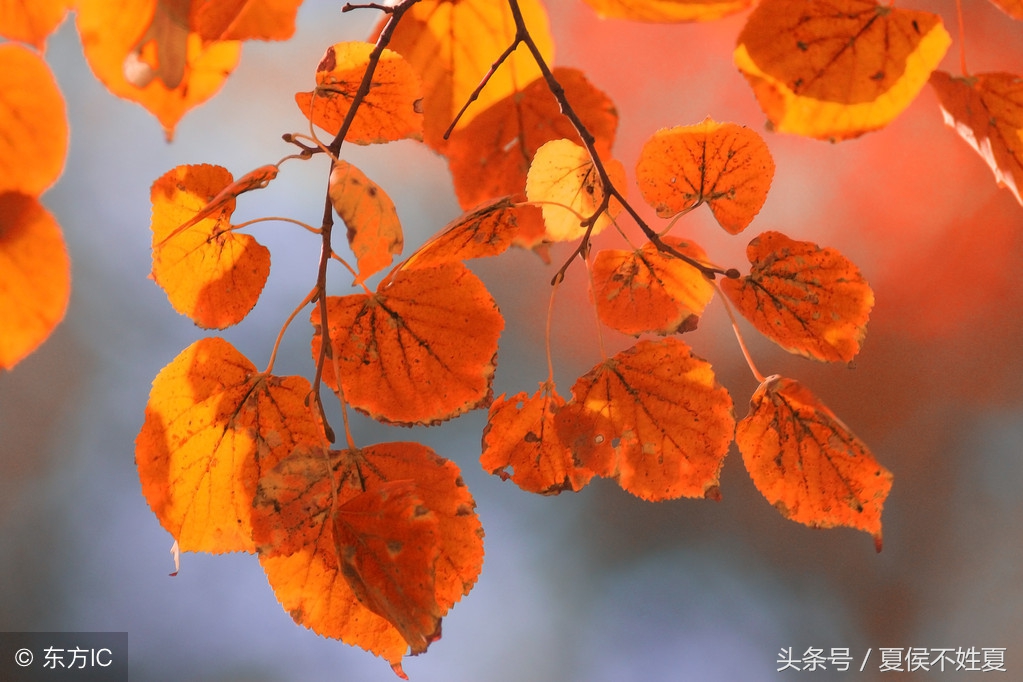 描写秋天景色的,我还学过关于秋天的诗句_关于秋天景色的诗