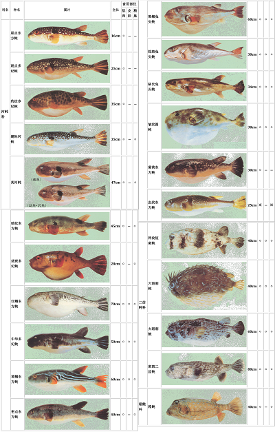 河豚的介绍和图片图片