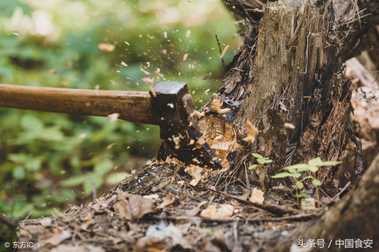扫黑除恶：广东1村支书涉黑雇74名律师 检方167页判决书办出铁案