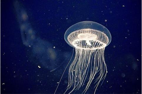 水母的寓意代表什么(水母的寓意代表什么)