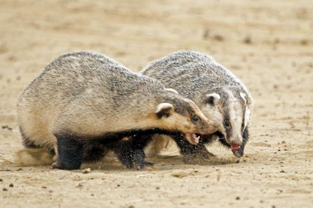 猪獾和狗獾的区别,狗獾猪獾的区别|admin_人人点