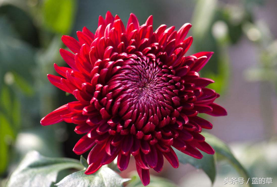 菊花是中国十大名花之一,花中四君子之一,也是世界四大切花之一.